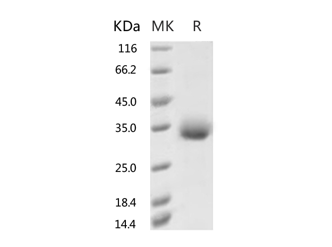 Валидация Elabscience PKSR030528(5845)