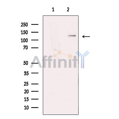 Валидация Affinity DF12049 - 6097