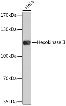 A0165, вестерн-блоттинг, лизат клеток HeLa (54)