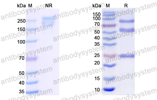 Валидация SDS-PAGE - AntibodySystem DHC12508