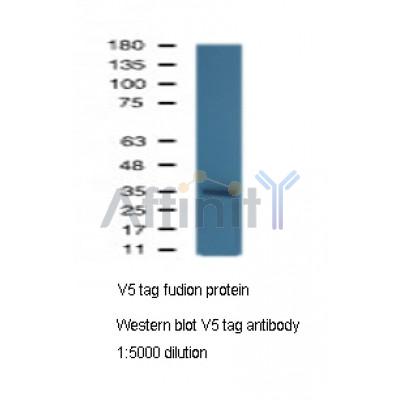 Валидация Affinity T0054 - 23074
