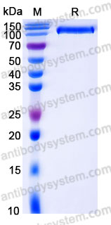 AHB91301, SDS-PAGE