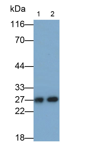 31831