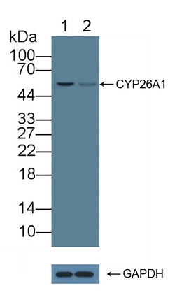 12283