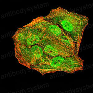 Валидация IF - AntibodySystem RHN96101