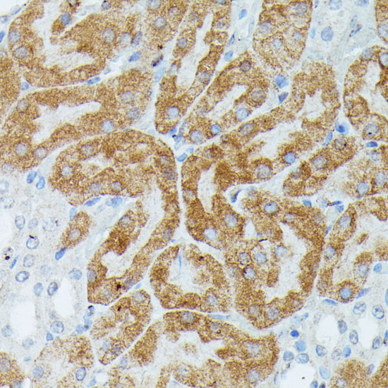 Валидация Elabscience E-AB-60752