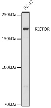 Валидация Elabscience E-AB-92700
