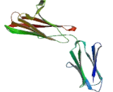 Extracellular Matrix Metalloproteinase Inducer (EMMPRIN)