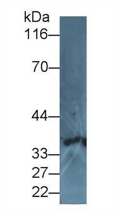 38633