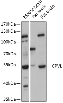 Валидация Elabscience E-AB-90408
