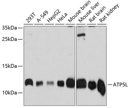 Валидация Elabscience E-AB-63942