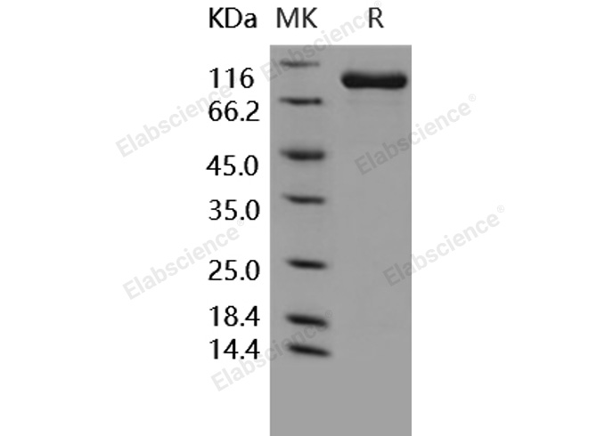 Валидация Elabscience PKSH031593(2260)