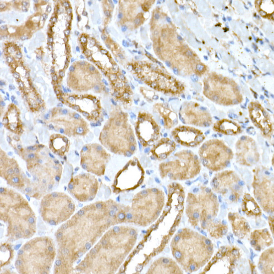 A6674, иммуногистохимия, почки крысы (23695)