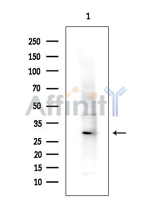 Валидация Affinity DF14968 - 11166