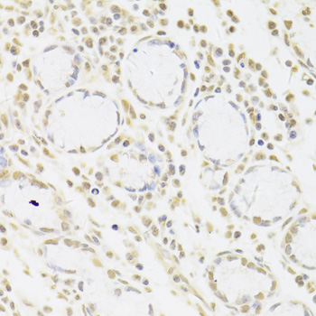 Валидация Elabscience E-AB-61942