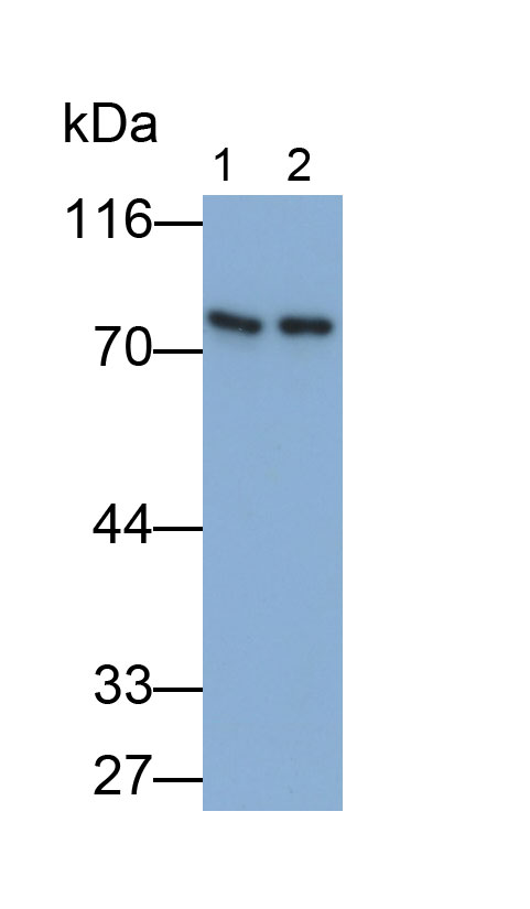 32049
