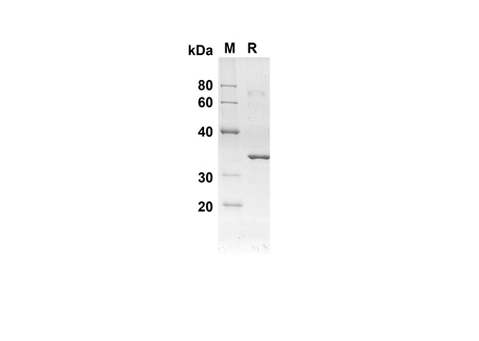 Валидация Elabscience PDEH100561(77)