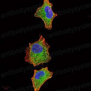 Валидация IF - AntibodySystem RHJ90302 (1472)