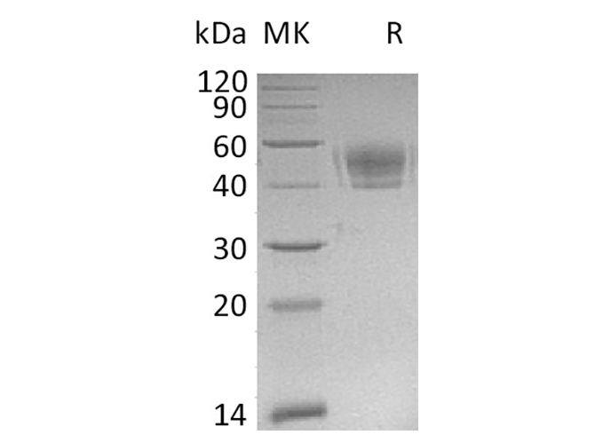 Валидация Elabscience PKSM041248(5150)