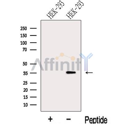 Валидация Affinity DF13134 - 8065