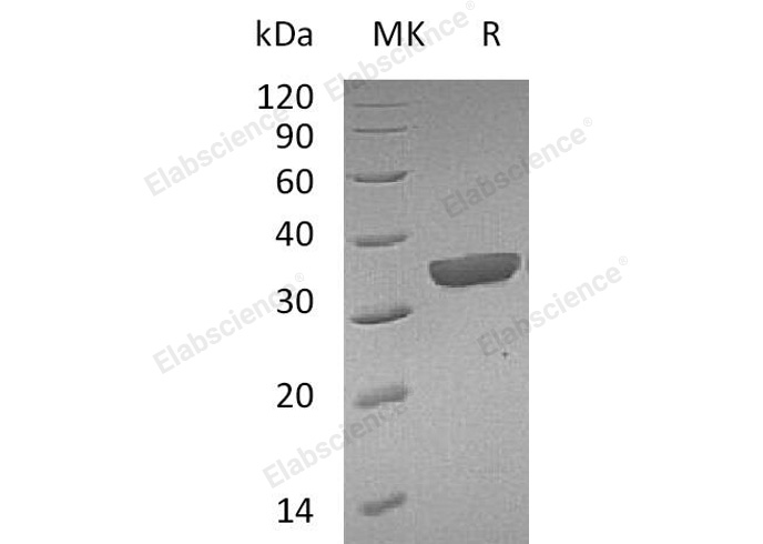 Валидация Elabscience PKSM041035(4965)