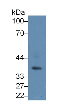 9986