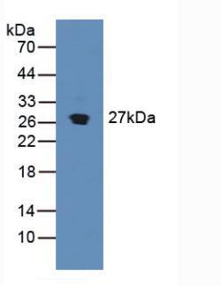 6045