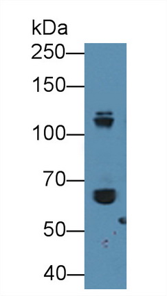 12966