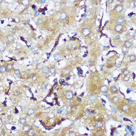 Валидация Elabscience E-AB-92065