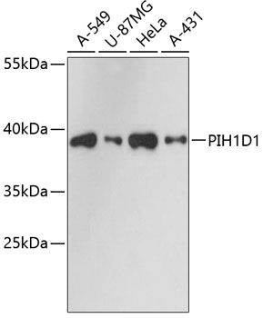 Валидация Elabscience E-AB-64806