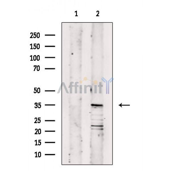 Валидация Affinity DF10282 - 5890