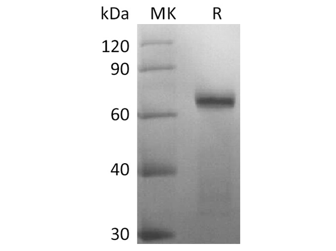 Валидация Elabscience PKSR030476(5780)