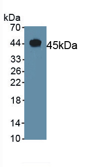 36709