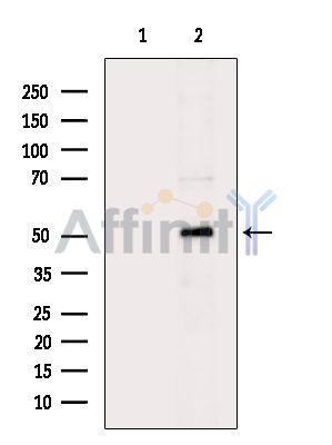 Валидация Affinity DF9386 - 21923