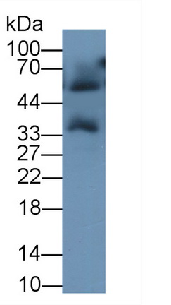 24439