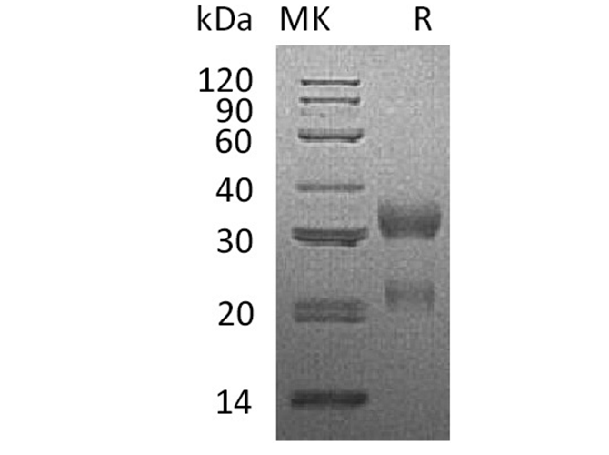 Валидация Elabscience PKSH033665(3949)