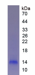 44142