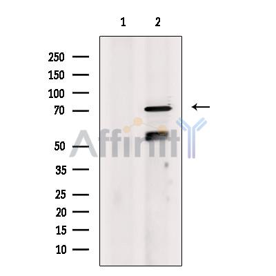 Валидация Affinity DF8659 - 20624