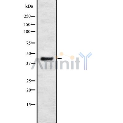 Валидация Affinity DF8863 - 20954