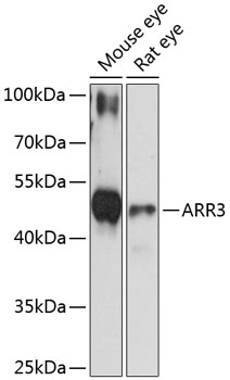 Валидация Elabscience E-AB-90548