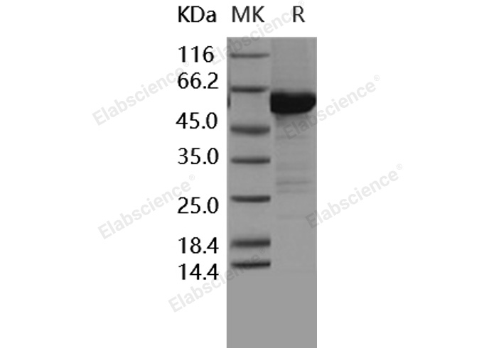 Валидация Elabscience PKSH030414(1347)