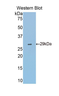 48262