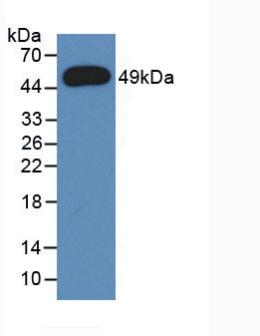 61066