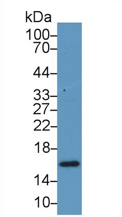 9461