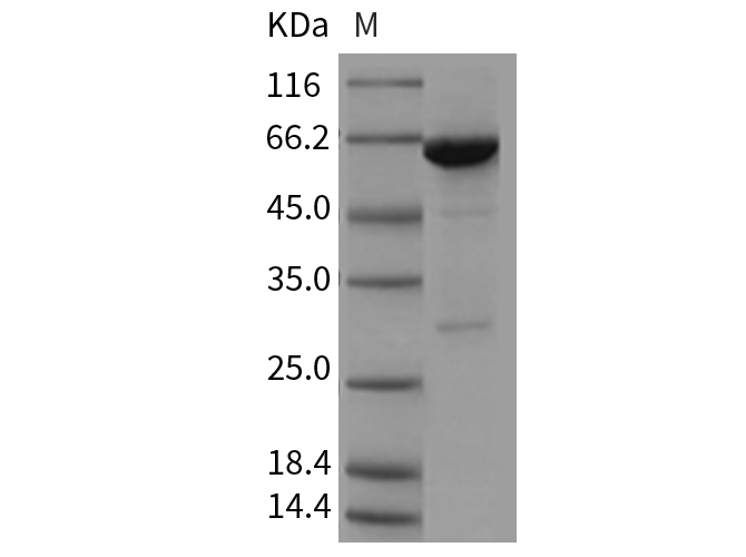Валидация Elabscience PKSM040450(4447)