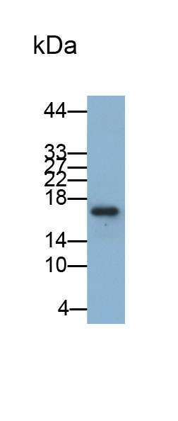 33083