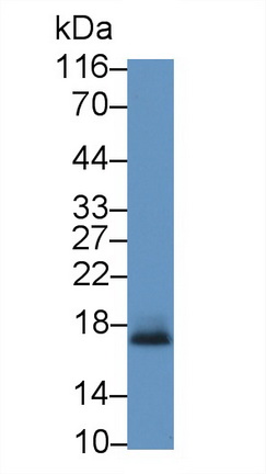 22031