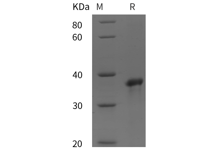 Валидация Elabscience PDEH100983(396)