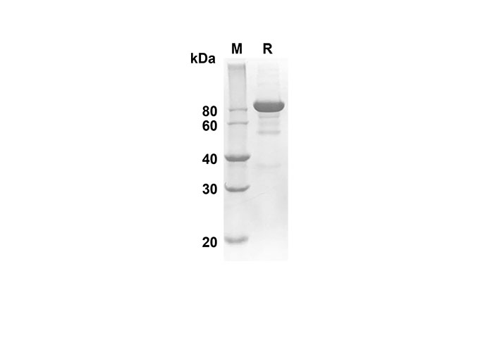 Валидация Elabscience PDMH100251(874)
