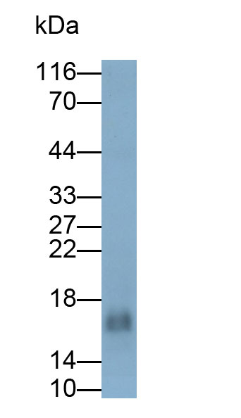 33257